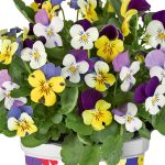 Viola-cornuta-EVO-Mini-F1-MixMasters-Nice_32686_4