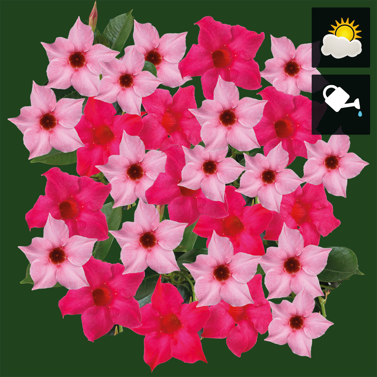 Sundaville D.roze / L.roze