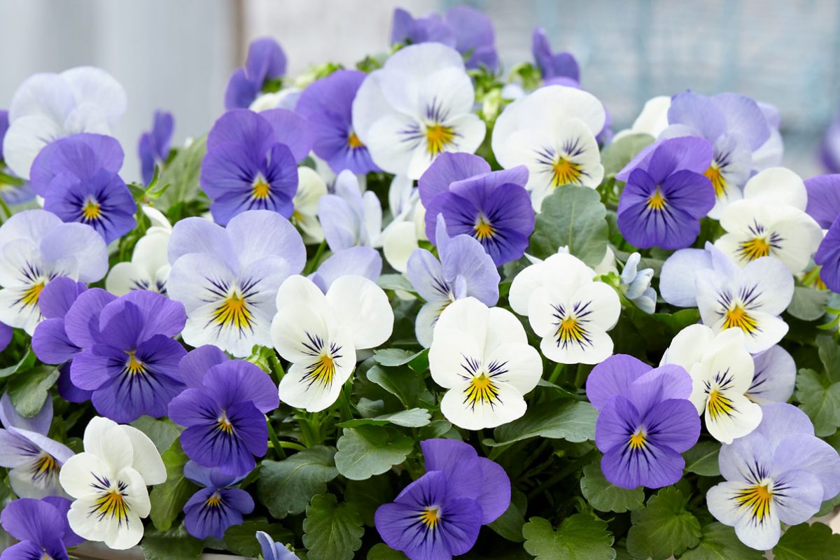 Viola-cornuta-EVO-Mini-F1-MixMasters-Athens_35093_4 Viola-cornuta-EVO-Mini-F1-MixMasters-Athens_35093_4